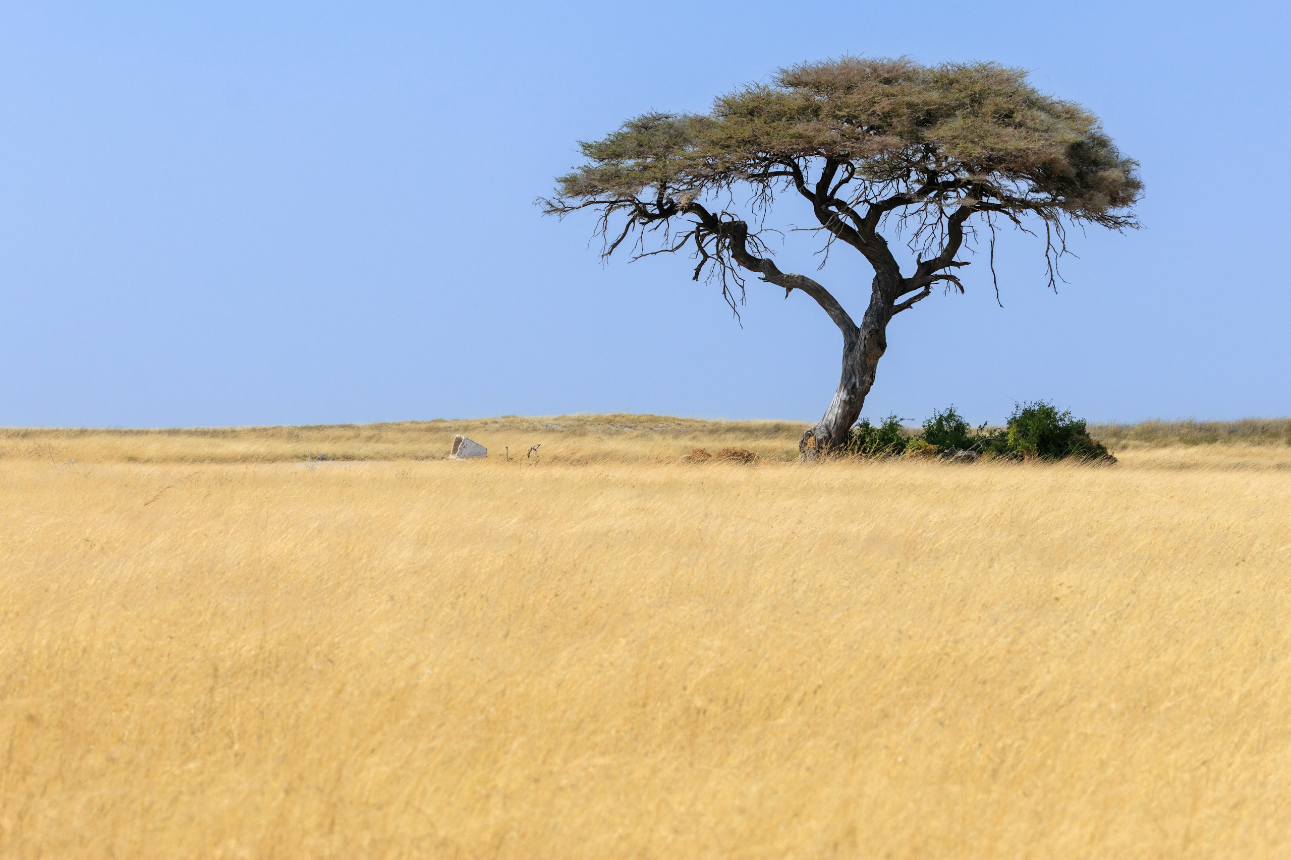 African landscape with acacia tree